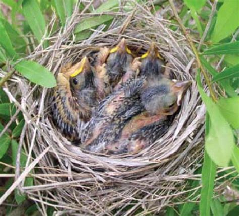 Dickcissel nest in willow oak with three Dickcissels and one... | Download Scientific Diagram