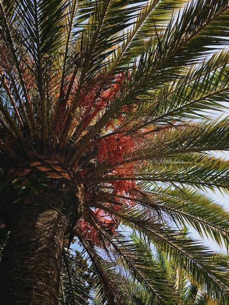 Premium Photo Low Angle View Of Palm Tree Against Sky