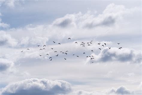 Beautiful View Of A Flock Of Birds Flying In A Cloudy Sky With Clouds