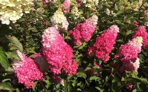 Hydrangea Paniculata Fraise Melba Renba