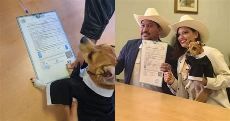 ¡lomito De Honor Se Vuelve Viral Perrito Que Firma Como Testigo En La Boda De Sus Dueños