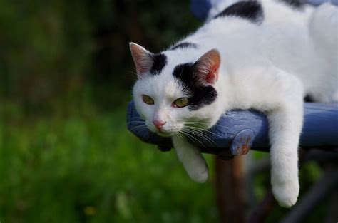 Relax Foto & Bild | tiere, haustiere, katzen Bilder auf fotocommunity