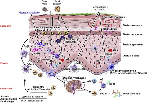 Novel Concepts Of Prevention And Treatment Of Atopic Dermatitis Through