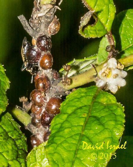 Scale Insects BugGuide Net