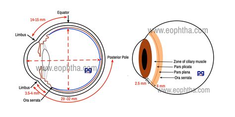 Anatomy Of Retina