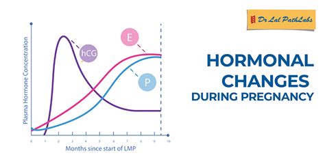 What Hormonal And Physical Changes Are Common During Pregnancy Dr