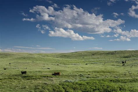 Exploring The Vastness The Largest Grasslands In The World Nature