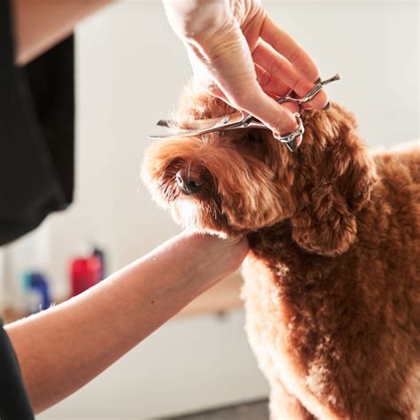 Puppy Grooming