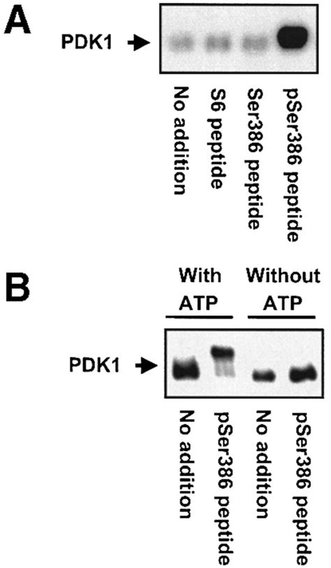 A Phosphoserine‐regulated Docking Site In The Protein Kinase Rsk2 That Recruits And Activates