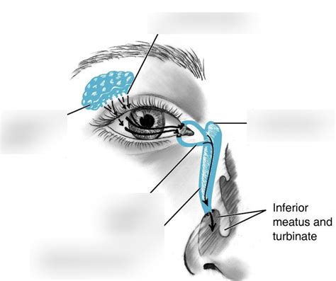 LACRIMAL BONE Diagram | Quizlet