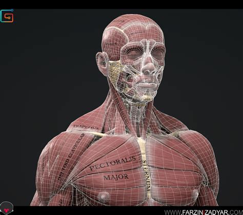 Artstation Human Anatomy Kit Resources