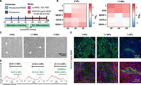 Stiffness Primed Mesoderm Induction In The Presence Of Serum Enhances