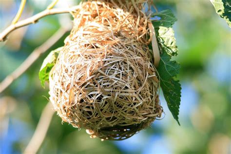 Bird'S Nest - Free photo on Pixabay - Pixabay