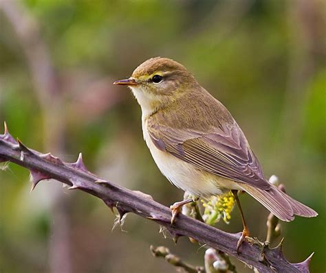 Cambridgeshire Bird Club Gallery Willow Warbler