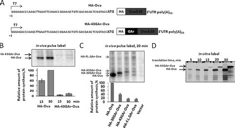 Mrna Translation Regulation By The Gly Ala Repeat Of Epstein Barr Virus