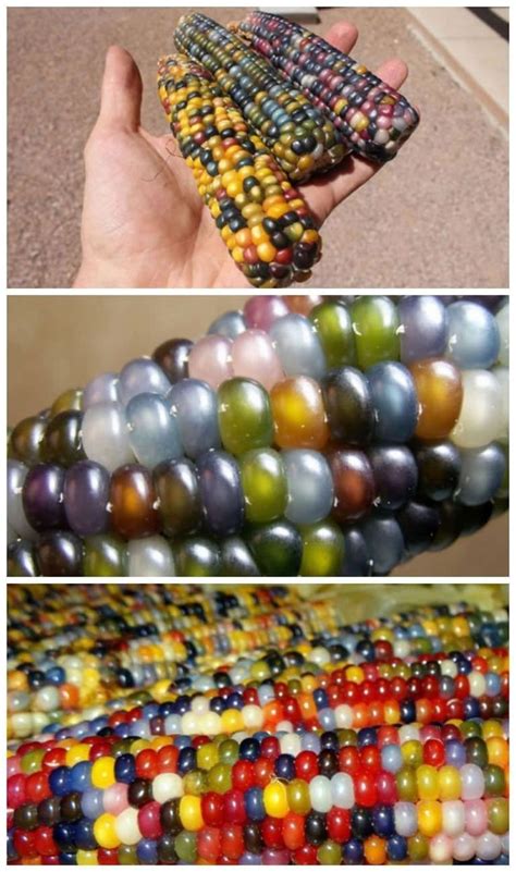 Zea Mays Glass Gem A K A Glass Gem Corn Hybrid Of Several Native American Corn Varieties