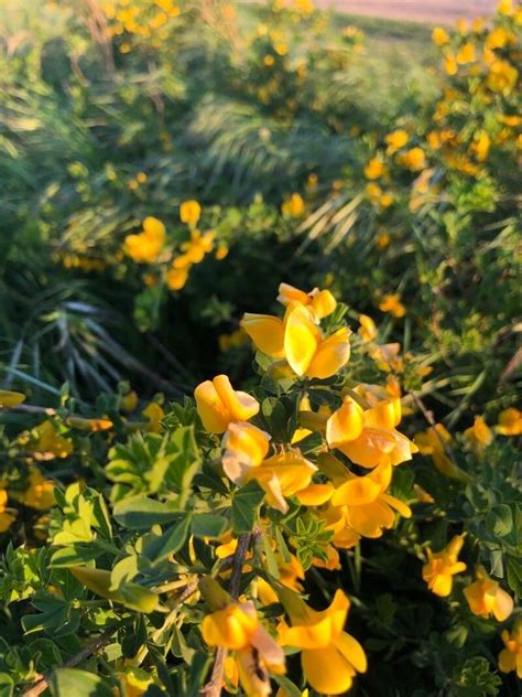 Observation Cytisus Scoparius L Link Fomenok Anton May 13 2022