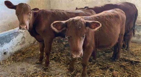 Morning Rundown The Day Of The Prophetic Red Heifer Is Almost Here