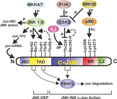 C‐jun Expression Activation And Function In Neural Cell Death Inflammation And Repair