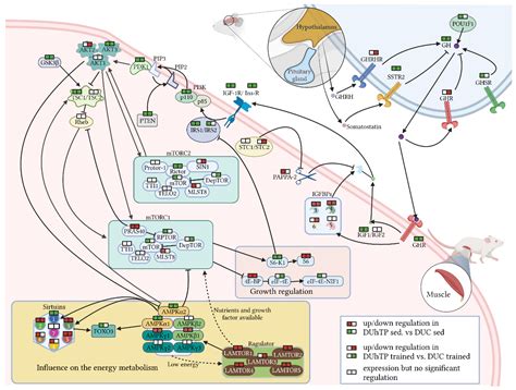 Cells Free Full Text Central Suppression Of The Gh Igf Axis And