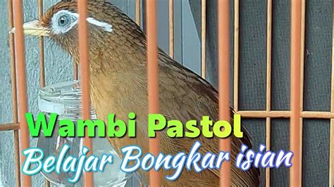 Burung Wambi Jantan Belajar Bongkar Isian Biar Lebih Gacor Youtube