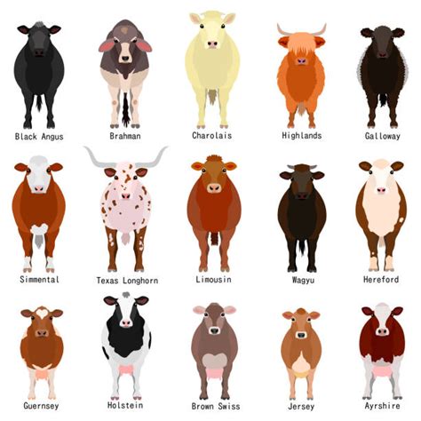 Charolais Illustrationen Und Vektorgrafiken Istock