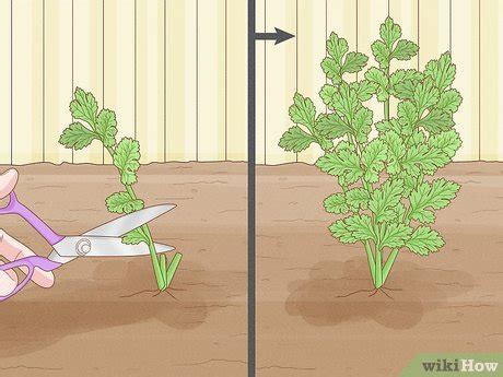 how do you know when cilantro is ready to harvest