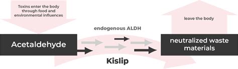 ALDH - Kislip Enzyme ALDH & Hangover