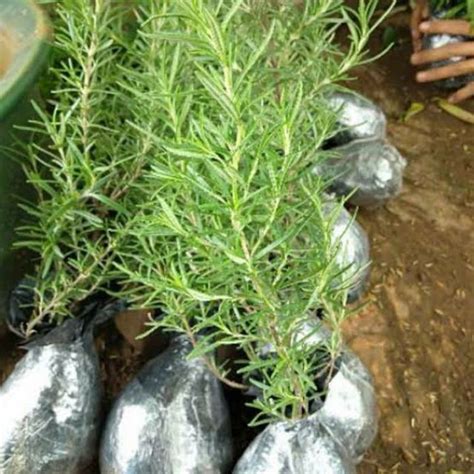 Jual Tanaman Hias Rosemary Pengusir Nyamuk Shopee Indonesia