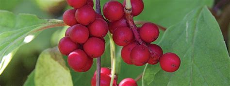 Bijzonder Klimfruit Kopen Vanaf 6 99 Fruitbomen Net