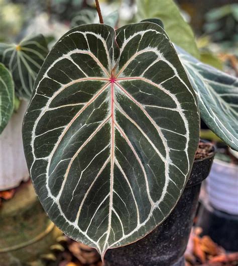 Anthurium King Of Spades X Red Crystallinum Rarest Anthurium Etsy