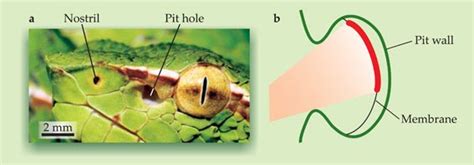 The Biologian Infrared Vision In Snakes