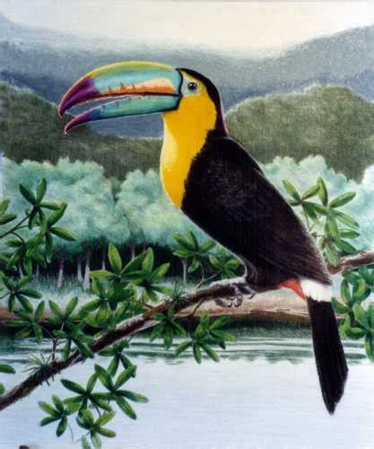 10 Interesting Toucan Facts | My Interesting Facts