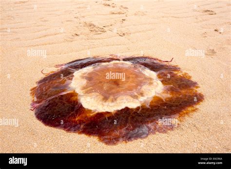 Lions Mane Jellyfish Cyanea Capillata Washed Ashore On A