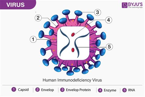 33 Viruses And Bacteria Worksheet Support Worksheet