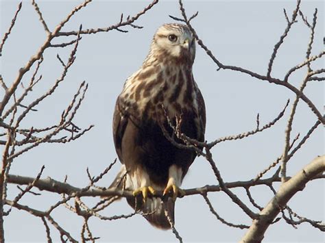 Ecobirder A Visit To Crex Meadows