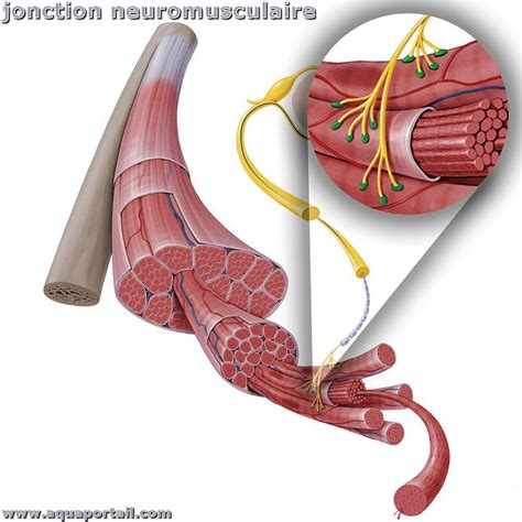 Jonction neuromusculaire définition et explications