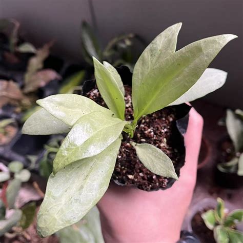 Rare Hoya New Guinea Ghost Happyforeststore