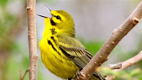 Yellow Black Prairie Warbler On Tree Branch Hd Birds Wallpapers Hd