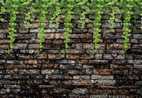 Ivy Fall Leaves And Stone Brick Wall Wallpaper With Water Drops