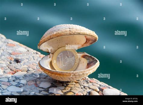 Sea clams, fasolara or warty venus. Isolated photo of shell with a coin ...