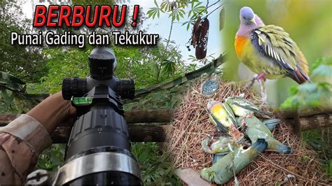 Berburu Punai Dan Tekukurhunting Pink Necked Green Pigeon And Wood