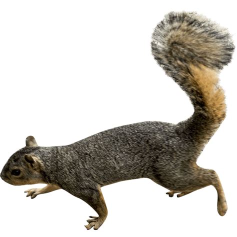 Squirrel Png Transparent Images Pictures Photos Png Arts