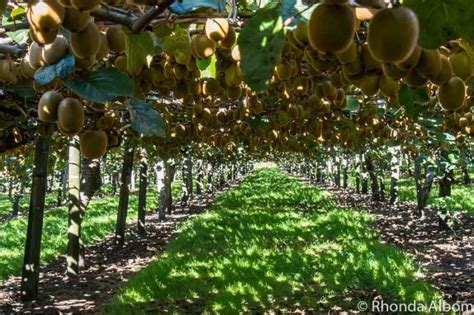 Kiwifruit Country Behind The Scenes At A New Zealand Kiwi Fruit Farm