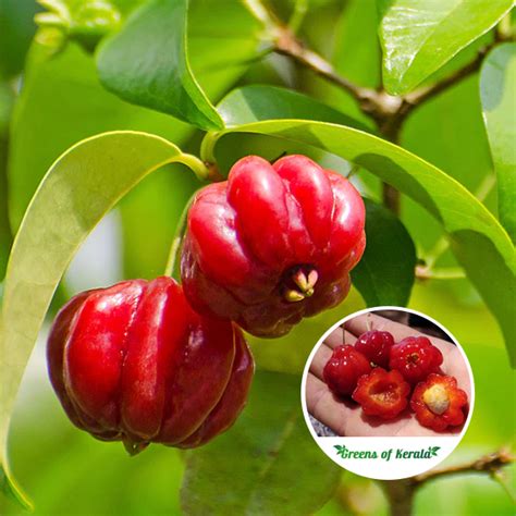 Buy Cherry Sapling Plant Online All India Delivery Greens Of Kerala