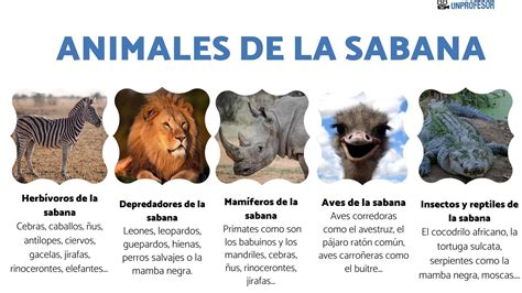 Top Imagen Cuales Son Los Depredadores De Los Leones Abzlocal Mx