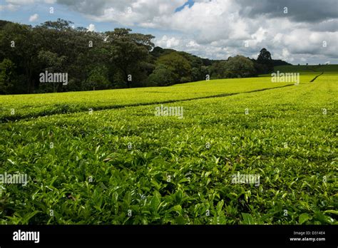 Tea plantation, Kericho, Western Kenya Stock Photo - Alamy