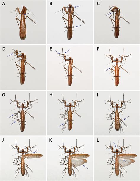 Praying Mantis Size Chart