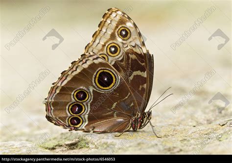 Schmetterling Lizenzfreies Bild Bildagentur Panthermedia