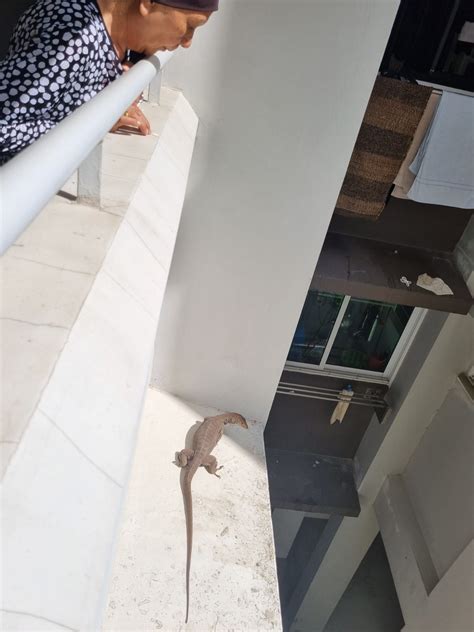 Monitor Lizard Chilling On 3rd Floor HDB Ledge Surprises Punggol